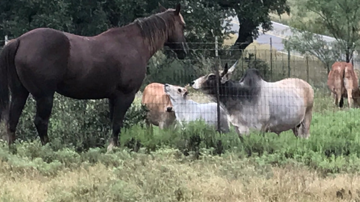 Zebus, horse, quilts