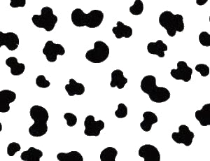 Dear Stella Designs Black Cow Print  Fabric - StoryQuilts.com
